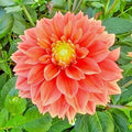 Dahlia Plant Bulb Tuber 32" Sunset Tropicana Orange Peach Yellow Blooms
