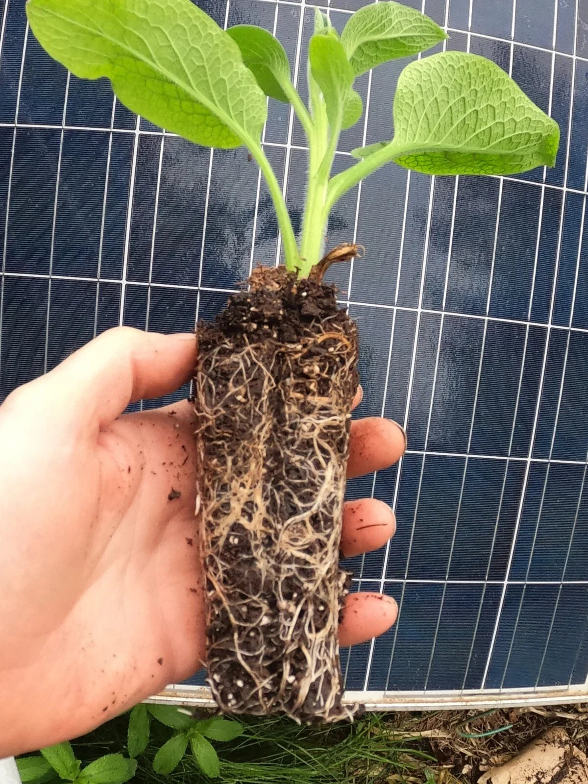 Comfrey Live Rooted Starter Plant – Bocking 14 (Symphytum × uplandicum) – Non-Invasive Variety for Compost, Soil Health, Pollinators