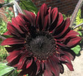 Chocolate Cherry Sunflower Seeds 50pcs Pack - Red Brown Flowers for Summer Garden - Helianthus annuus