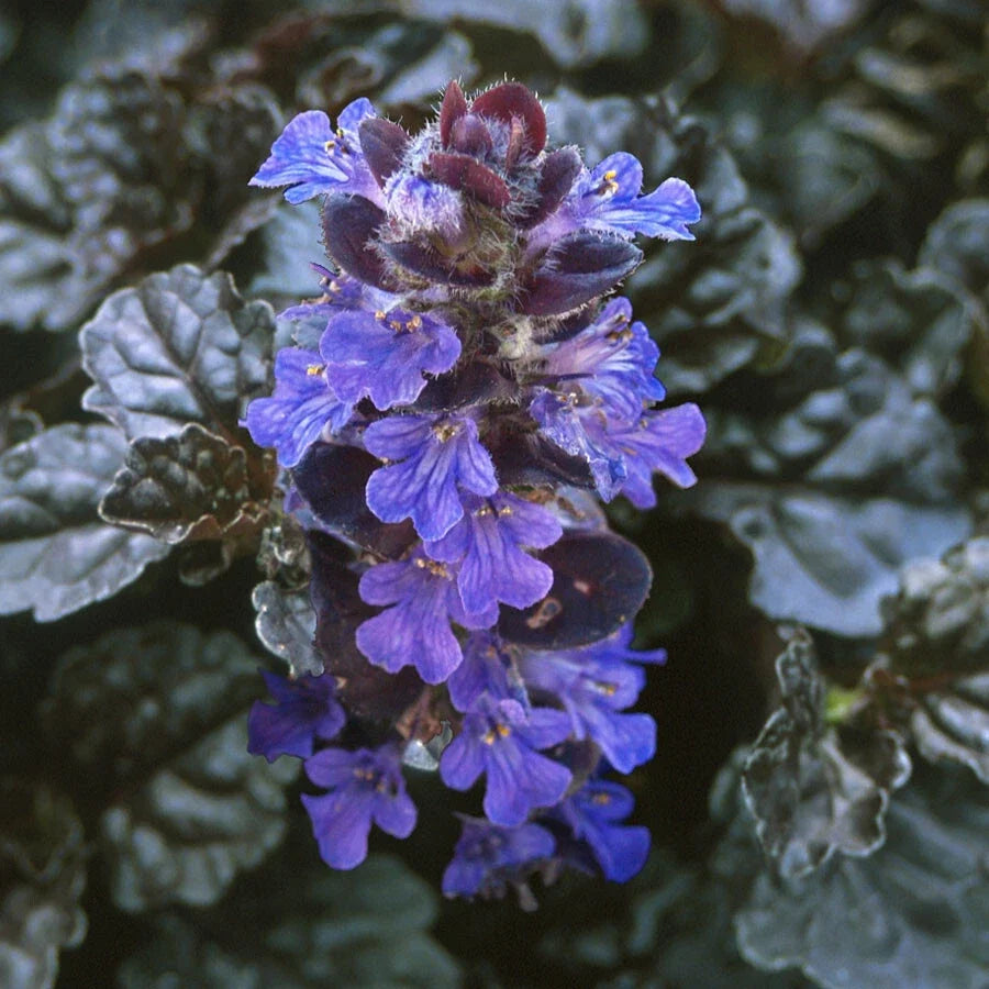 Ajuga Reptans 'Bugleweed' Starter Plants - 10 Rooted Cuttings - Creeping Ground Cover for Garden Landscaping