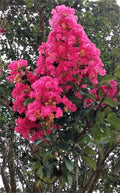 Hot Pink Crepe Myrtle Trees - Flowering Rooted Cuttings - Lagerstroemia indica - 2 Live Plants