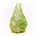 Conehead Cabbage Seeds - 500+ Pack for Garden Planting - Brassica oleracea - USA Grown, High Germination Rate