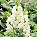 Snapdragon Seeds - 500 Non-GMO White Snowflake Variety - Antirrhinum majus - Spring-Fall Blooms