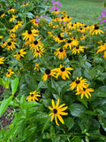 Black-Eyed Susan Live Flowering Perennial Plant Transplants 50 Bare Root Plugs Rudbeckia hirta Organic Pesticide Free
