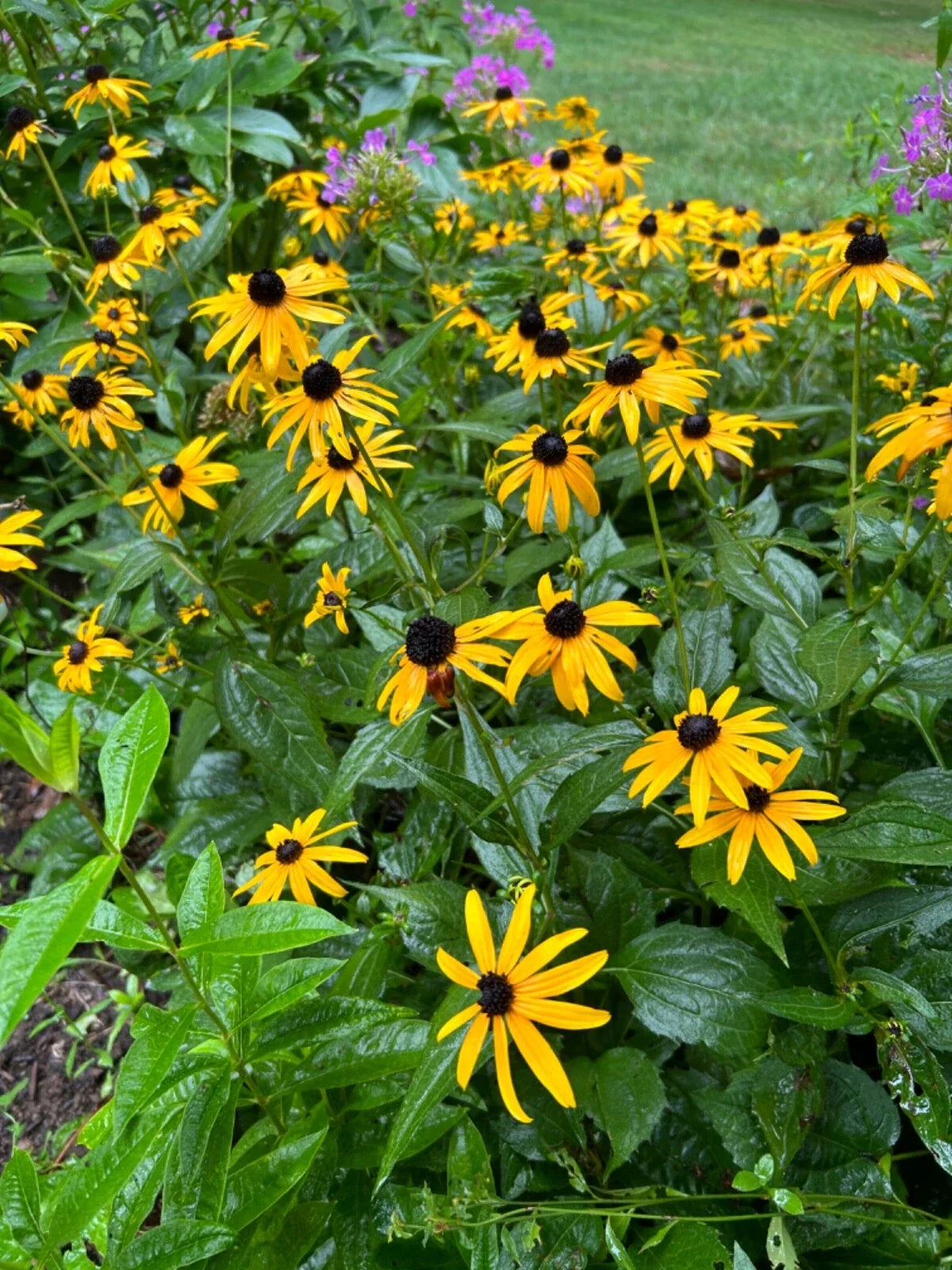 Black-Eyed Susan Live Flowering Perennial Plant Transplants 50 Bare Root Plugs Rudbeckia hirta Organic Pesticide Free