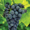 Concord Grape Live Plant Tree 8-18" Tall Vitis labrusca - Sweet Grapes for Home Garden or Container Planting