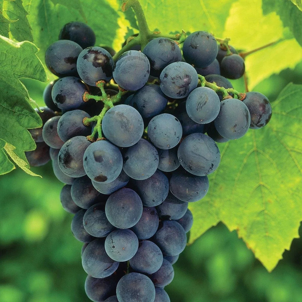 Concord Grape Live Plant Tree 8-18" Tall Vitis labrusca - Sweet Grapes for Home Garden or Container Planting