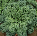 Organic Kale Seeds - 50+ Dwarf Blue Curled Scotch Non-GMO Heirloom Greens - Brassica oleracea