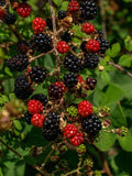 Organic Thornless Blackberry Cuttings - 6" Long - 4 Count - Rubus fruticosus