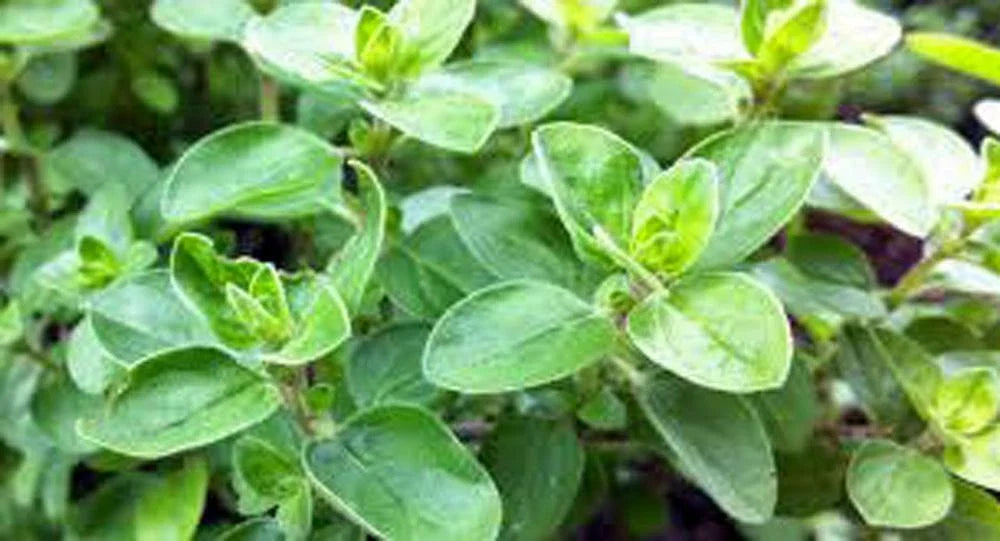 Sweet Marjoram Seeds, Heirloom NON-GMO, 100 Count, Herb Seeds for Culinary Use, Origanum majorana