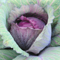 Red Acre Cabbage Seeds - 400+ Heirloom Vegetable Seeds for Spring & Fall Garden - Brassica oleracea