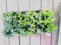 Mint Cuttings - 6 Rooted Varieties Mentha spp.