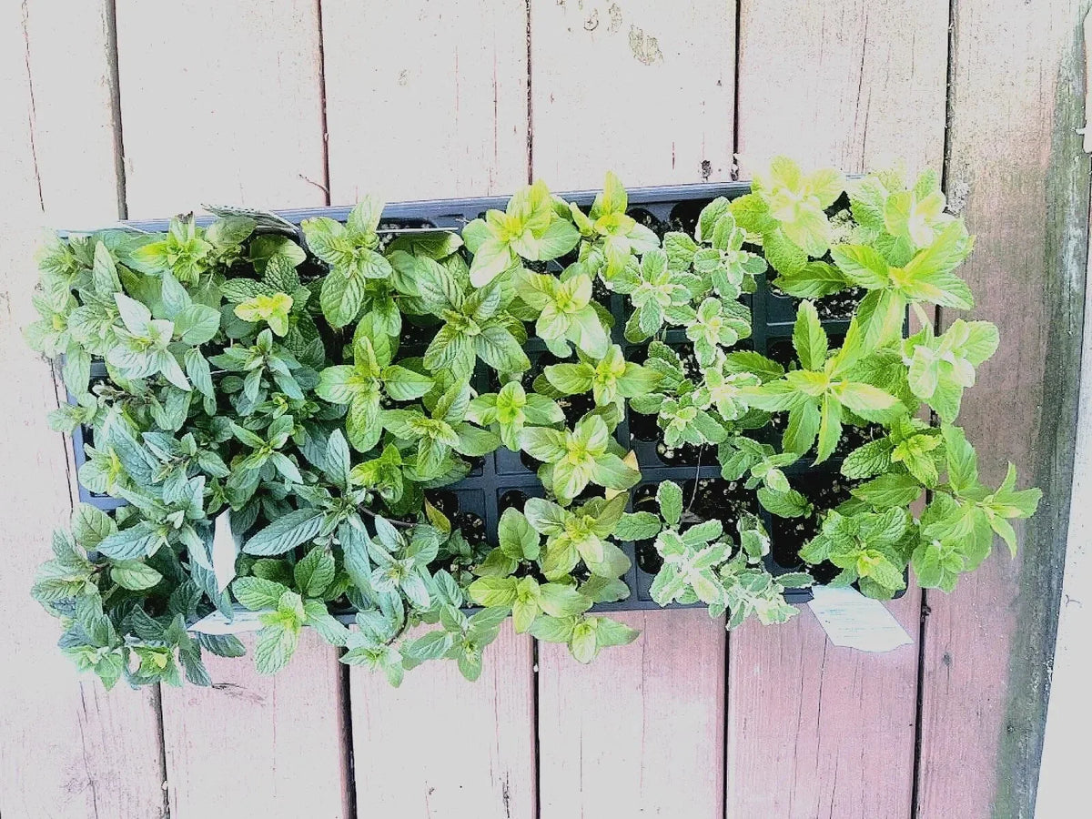 Mint Cuttings - 6 Rooted Varieties Mentha spp.
