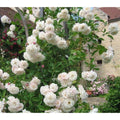 Sombrueil Climbing Rose Bush Plant Cuttings - 4 Fragrant Cuttings with Huge Blooms (Rosa 'Sombrueil')