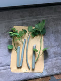 Confederate Rose Cuttings (3) Pink Color Changing Flowers - Hibiscus mutabilis - Fast Rooting, Deer-Resistant, Clumping Growth