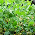 Speckled Pea Seeds | NON-GMO Heirloom Sprouting Peas | Fresh Garden Seeds | Pisum sativum