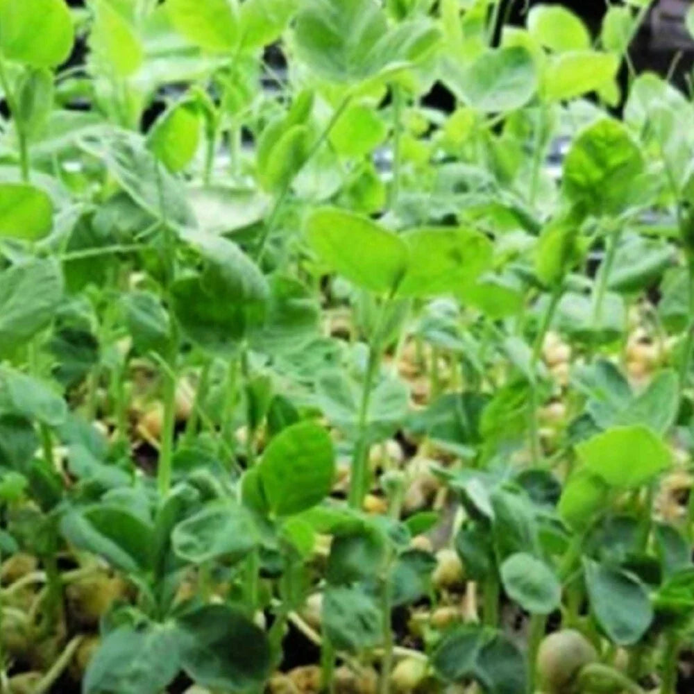 Speckled Pea Seeds | NON-GMO Heirloom Sprouting Peas | Fresh Garden Seeds | Pisum sativum