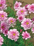 Double Click Bicolor Rose Cosmos Seeds - 200+ Premium Garden Seeds - Cosmos bipinnatus - USA