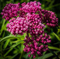 Swamp Milkweed Seeds 100 Count - Asclepias incarnata - Native Pollinator Plant - Green