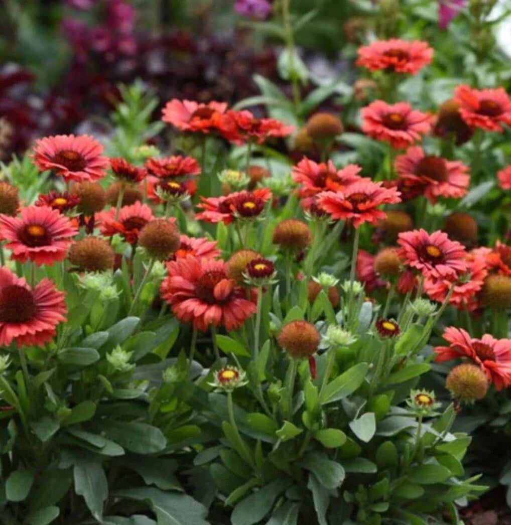 Spintop Red Flower Plant - Vibrant Red Blooms - Perfect for Gardens - (Scientific Name: Not Available)