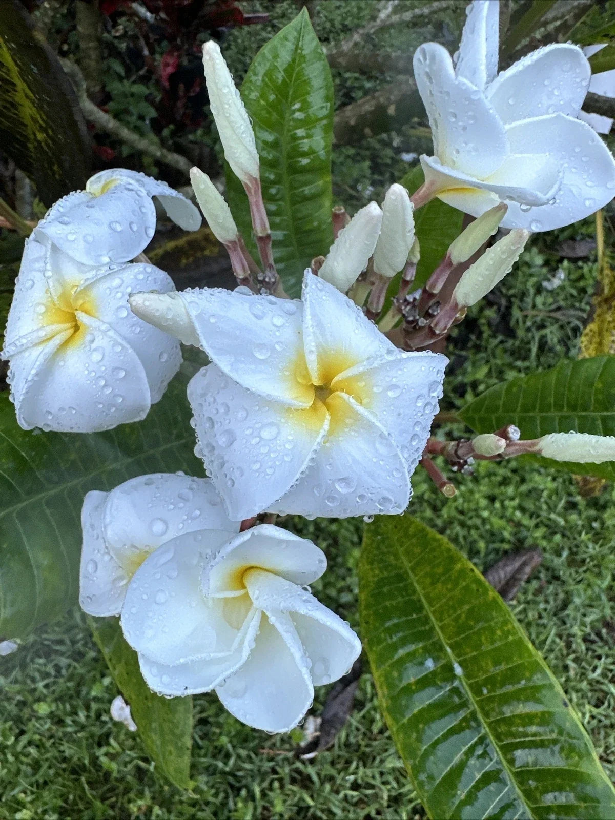 Plumeria Plant 6"-10" Large Fragrant White Yellow Center Flowers (Plumeria spp.)