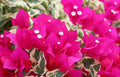 Rare Raspberry Ice Bougainvillea Starter Plant - Small Well-Rooted, Unique Colorful Variety - Perfect for Gardens and Containers