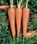 Heirloom Carrot Seeds - Danvers 126 Variety - 500+ Seeds - Organic Garden Seeds, Daucus carota