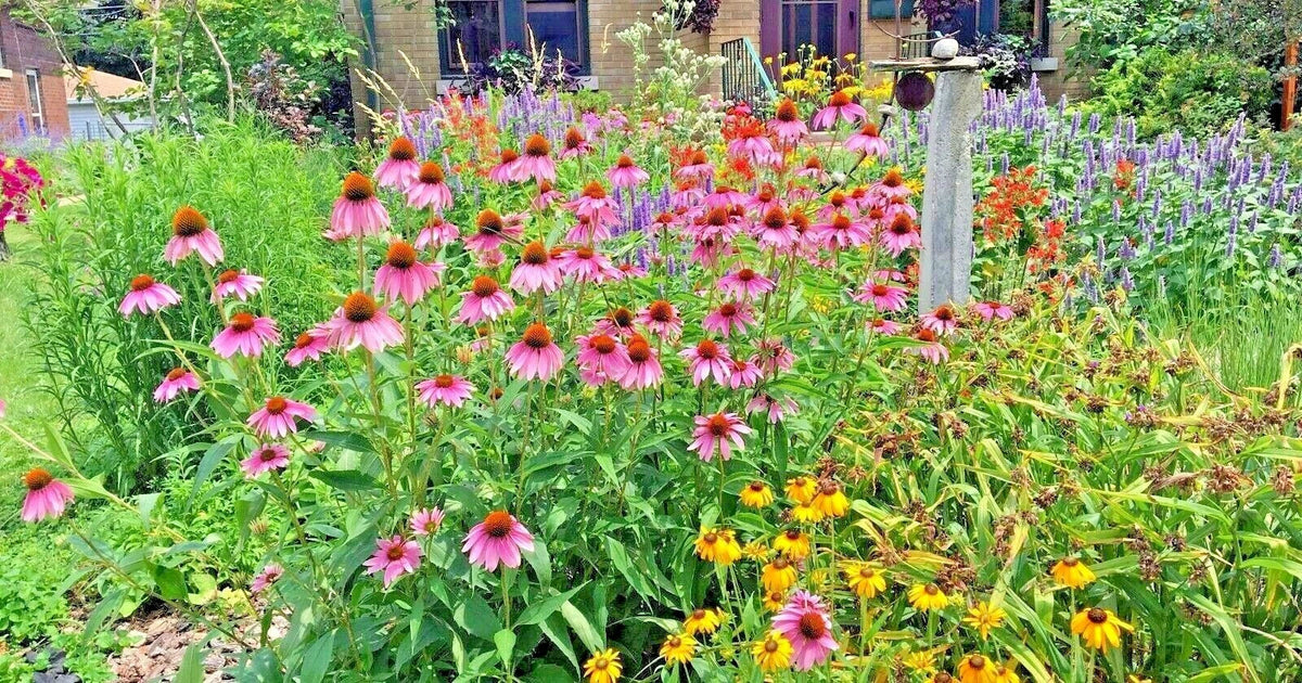 Native Wildflower Seed Mix - 2000+ Seeds - 17 Varieties - Pollinator Friendly - Cut Flowers - Perennial Mix