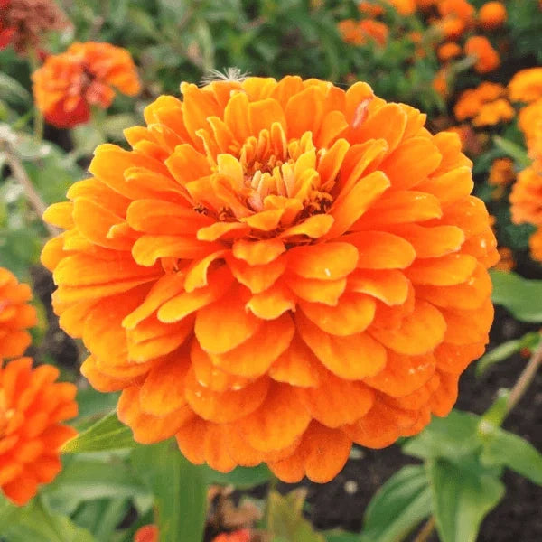 Zinnia Seeds | Giant 5" Double Orange Flowers | Heirloom Variety | Orange King | 1187
