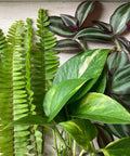 Live Plant Cuttings - 15-Pack - Pothos, Ferns, Wandering Jew - Epipremnum aureum, Nephrolepis exaltata, Tradescantia zebrina