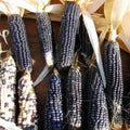 Hopi Blue Corn Seeds - 30 Heirloom Non-GMO Seeds - Zea mays (USA Seller)