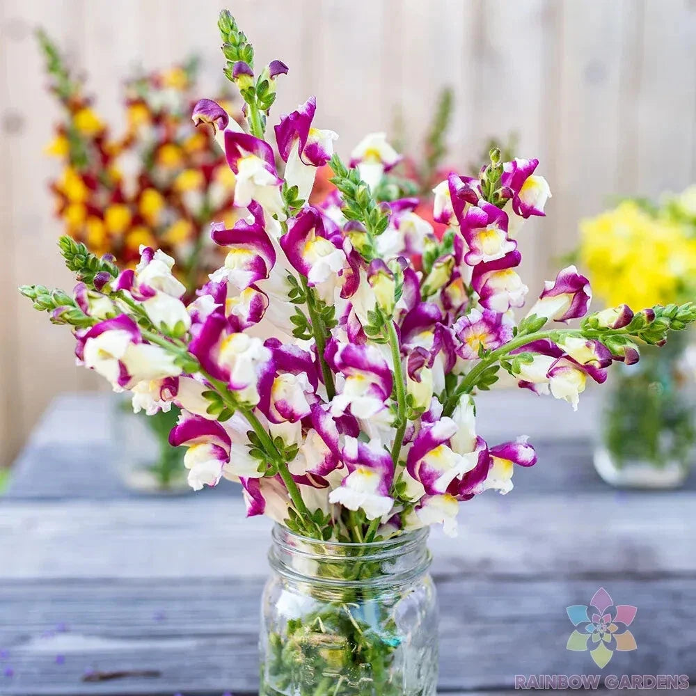 Cherry Twist Snapdragon Seeds - 1000+ Count - Garden Planting - Antirrhinum majus - USA