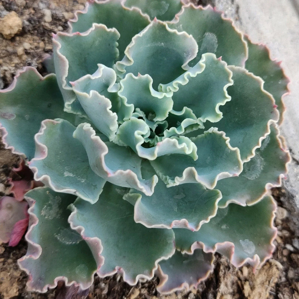 Live Echeveria Blue Curls Succulent Plant in 4 Inch Planter - Fully Rooted, Fresh Echeveria spp.