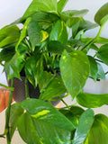 Pothos Cuttings - 3 Fresh Unrooted Hawaiian Cuttings - Epipremnum aureum