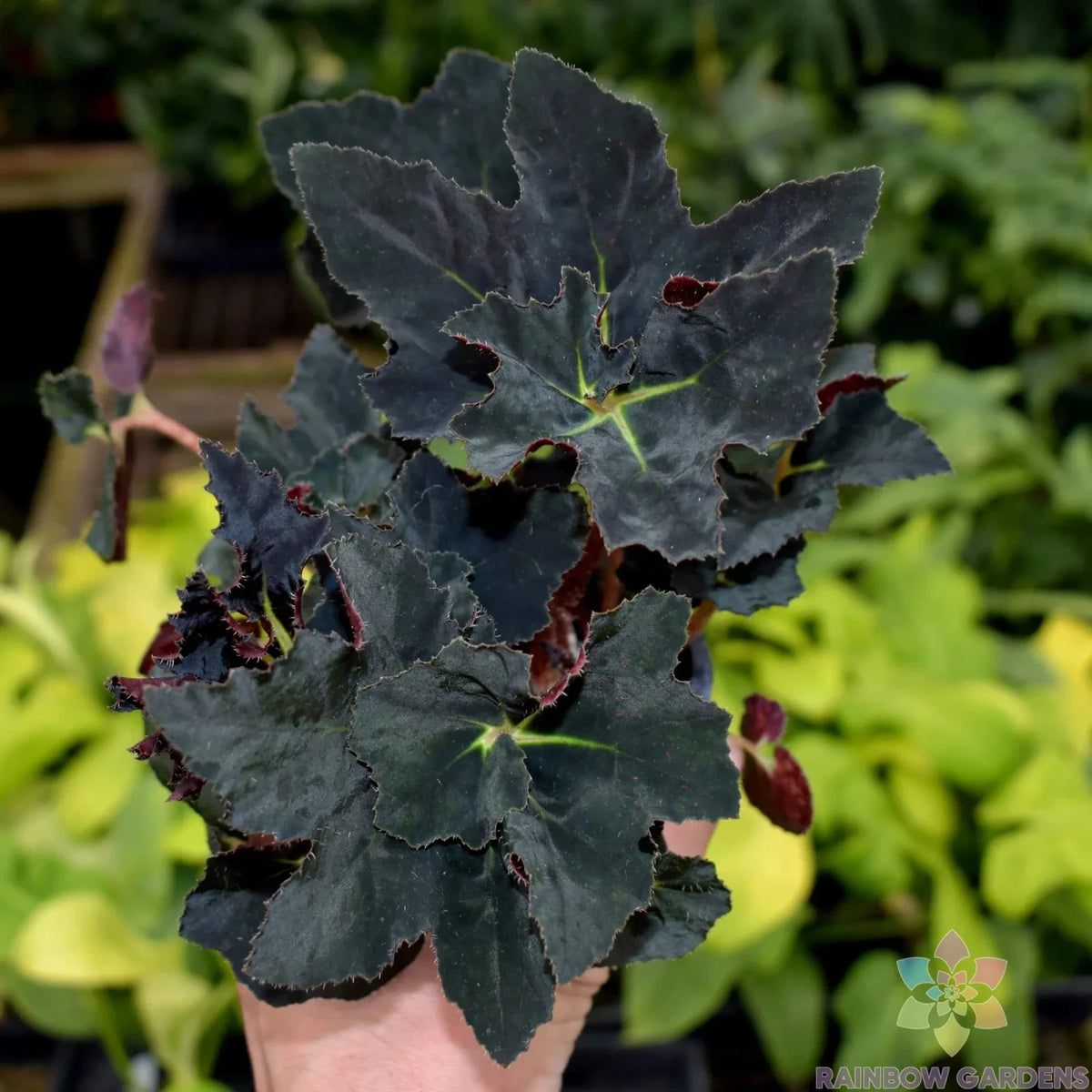 Black Fancy Begonia Seeds – 25+ Count for Garden Planting – Begonia rex