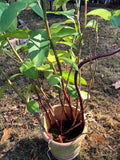 Costus Igneus Insulin Plant Rhizome - Fiery Spiral Feature - 1 Plant