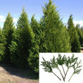 Leyland Cypress Tree Cuttings 6-7" Fast Growing Privacy Screen (Cupressocyparis leylandii) - 15 Pack