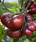 Black Brandywine Tomato Seeds - 10+ Heirloom Organic NON-GMO - Fresh Seed Pack for Gardening - Solanum lycopersicum