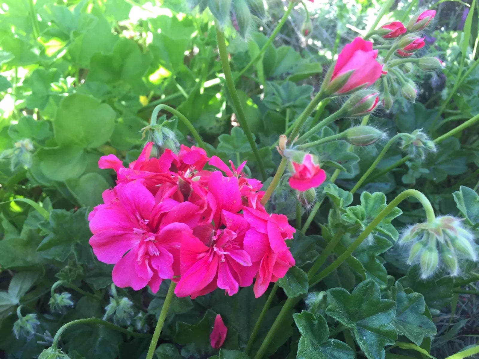 Hot Pink Pelargonium Peltatum Ivy Geranium Live Plant 6" Starter Cuttings, Vibrant Blooms, Perfect for Containers