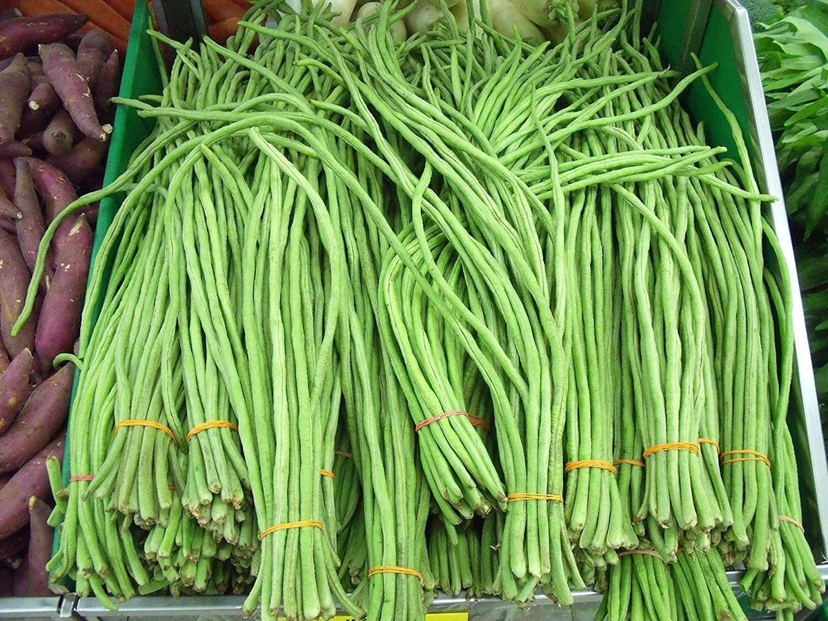 Asian Long Bean Seeds - 30 Seeds - Fast Growing Sweet Tende Variety - Vigna unguiculata subsp. sesquipedalis