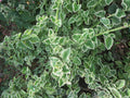 Variegated Cuban Oregano Cuttings - 5 Fresh Unrooted Herb Cuttings - Plectranthus amboinicus