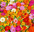 Native Wildflower Mix Seeds - 2001+ Tall Variety - 19 Flowering Annuals for Cut Flowers - Fast & Easy Growth