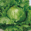 Great Lakes 659 Premium Lettuce Seeds - 4g Fresh Newly Harvested - Non-GMO Lettuce Seeds for Home Gardening