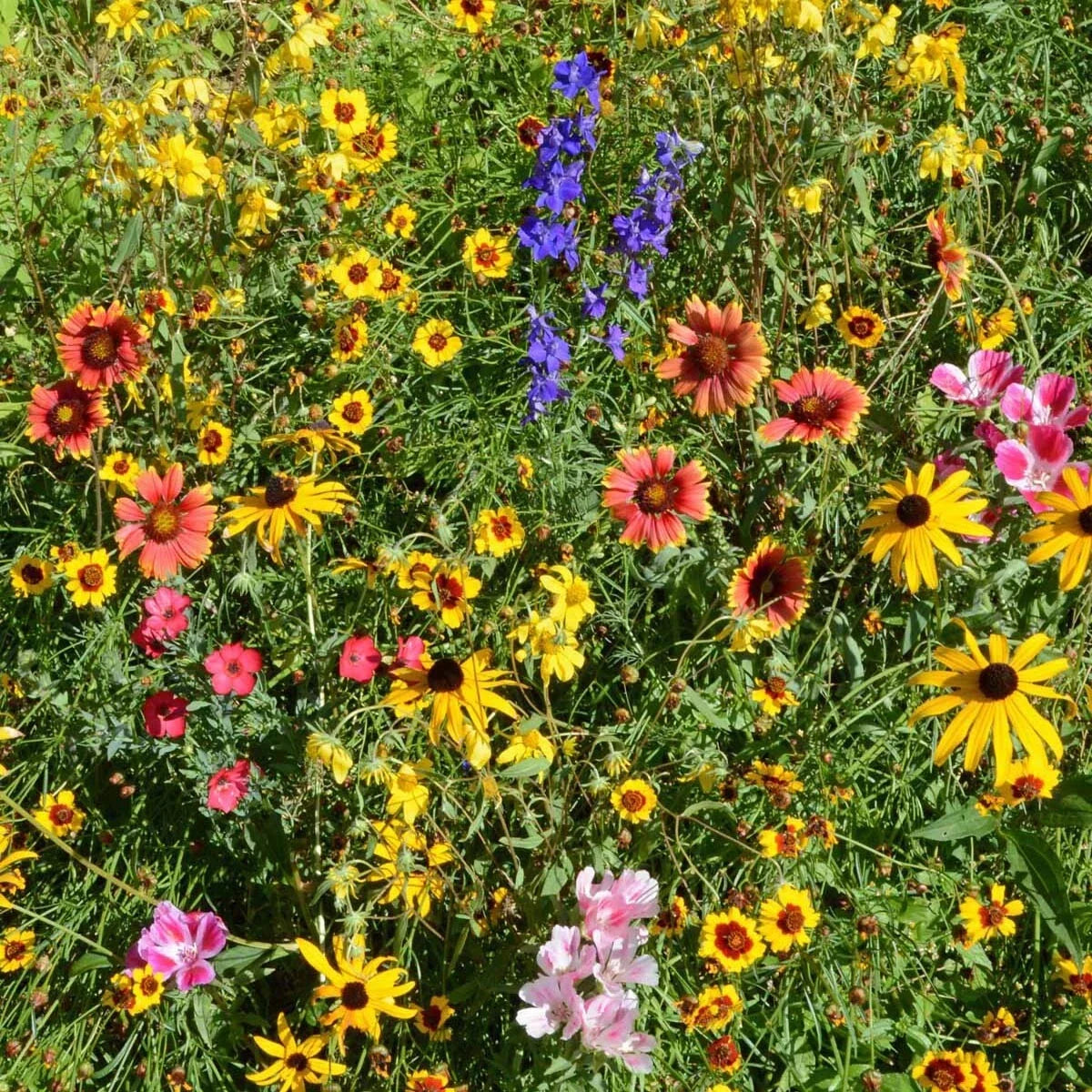 Mountain Wildflower Mix Seeds - 19 Stunning Species - Native Wildflowers for Gardens - Wildflower Seed Blend