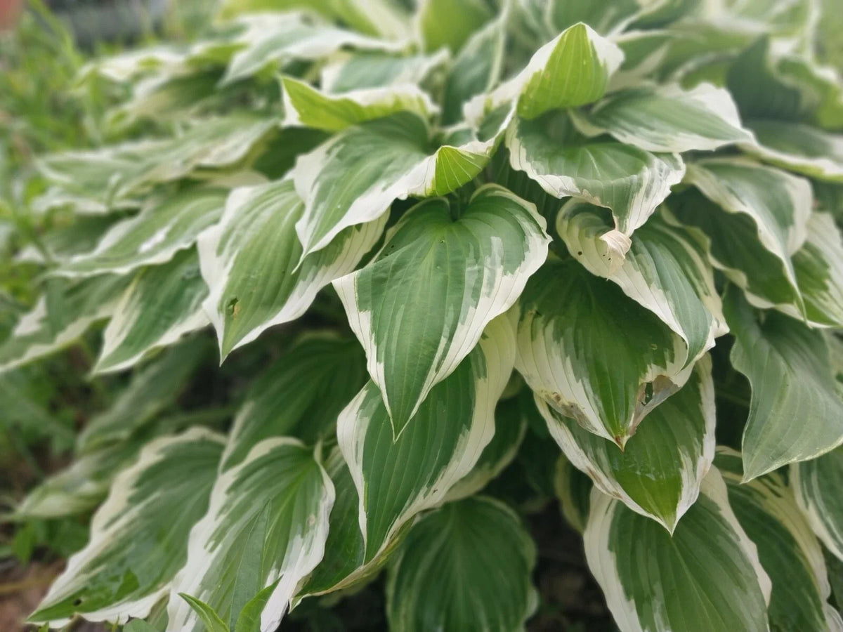 Hosta Roots - 3 Pack - Patriot Variegated Green with White Edges - Hosta plantaginea