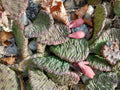 Large Cold Weather Prickly Pear Cactus Plant - 3 Pads - Opuntia spp.
