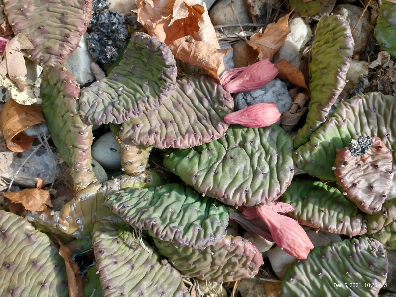 Large Cold Weather Prickly Pear Cactus Plant - 3 Pads - Opuntia spp.