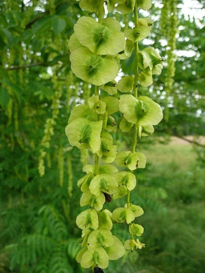 Wingnut Tree Seeds - 10 Pack - Pterocarya fraxinifolia - Grow Your Own Tree