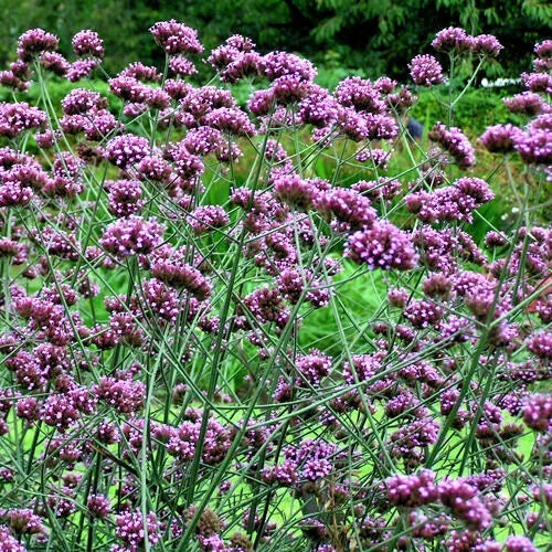 Verbena Seeds 240 Count Purple Top Verbena (Verbena bonariensis) Easy to Grow, USA Seller