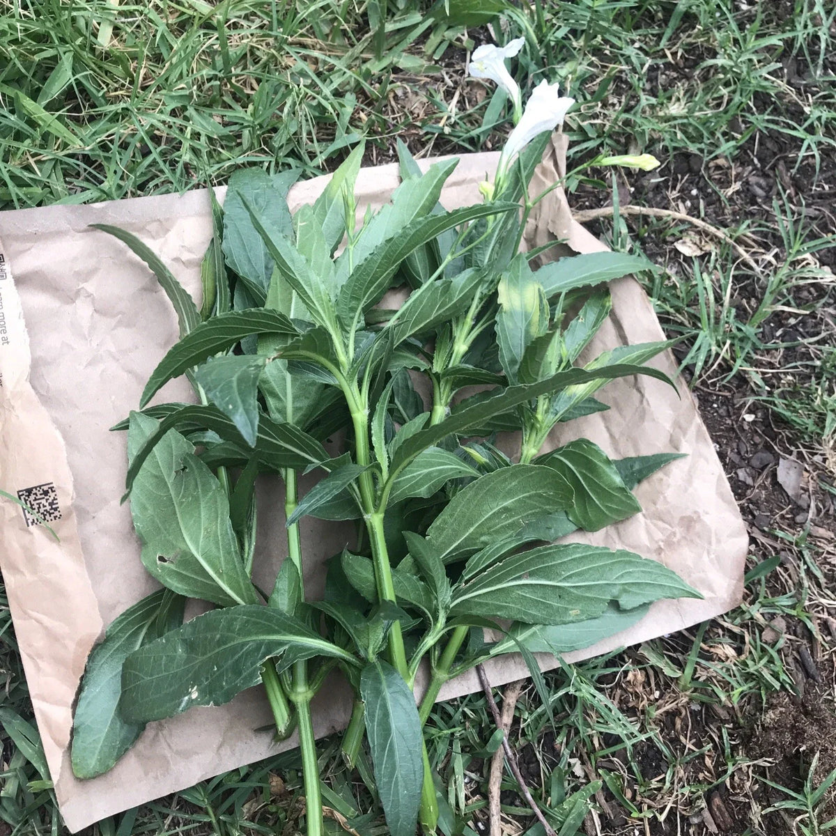 White Mexican Petunia Cuttings 6"-8" Live Ruellia Tuberosa RARE - No Roots
